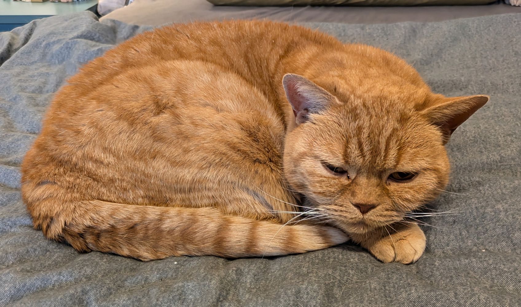 Katzen Betreuung / Katzensitting in Pforzheim